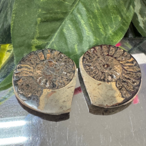POLISHED AMMONITE FOSSIL PAIR – The Spiral of Ancient Life