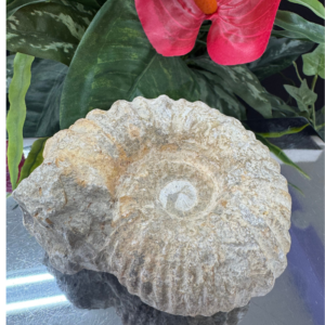 AMMONITE FOSSIL – The Spiral of Time & Transformation