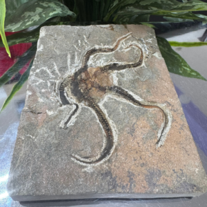 STARFISH FOSSIL – Echo of the Ancient Sea