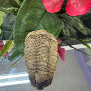 TRILOBITE FOSSIL – The Ancient Guardian of Time